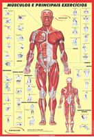 Imagem de Cartaz de Músculos e Treinamento